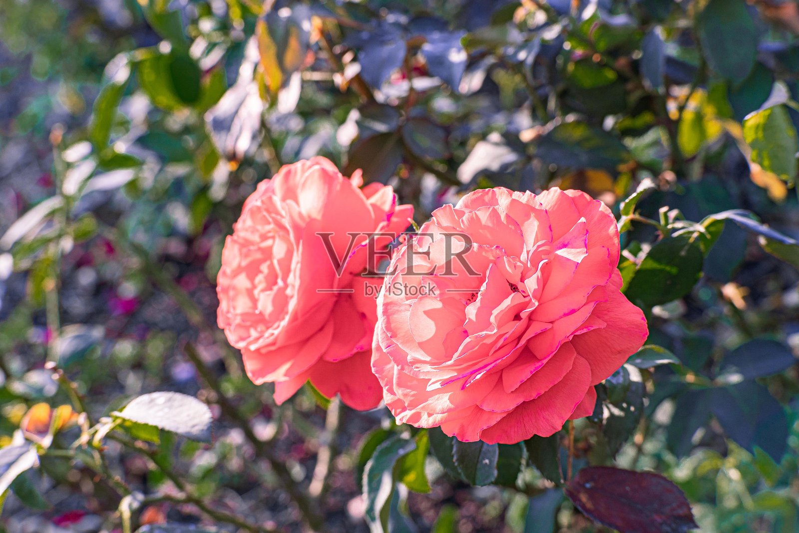 两朵粉色玫瑰的特写，花瓣舒展，盛开，鲜艳的粉色，与绿色叶茎形成对比，自然光照，户外环境，宁静的自然描绘照片摄影图片