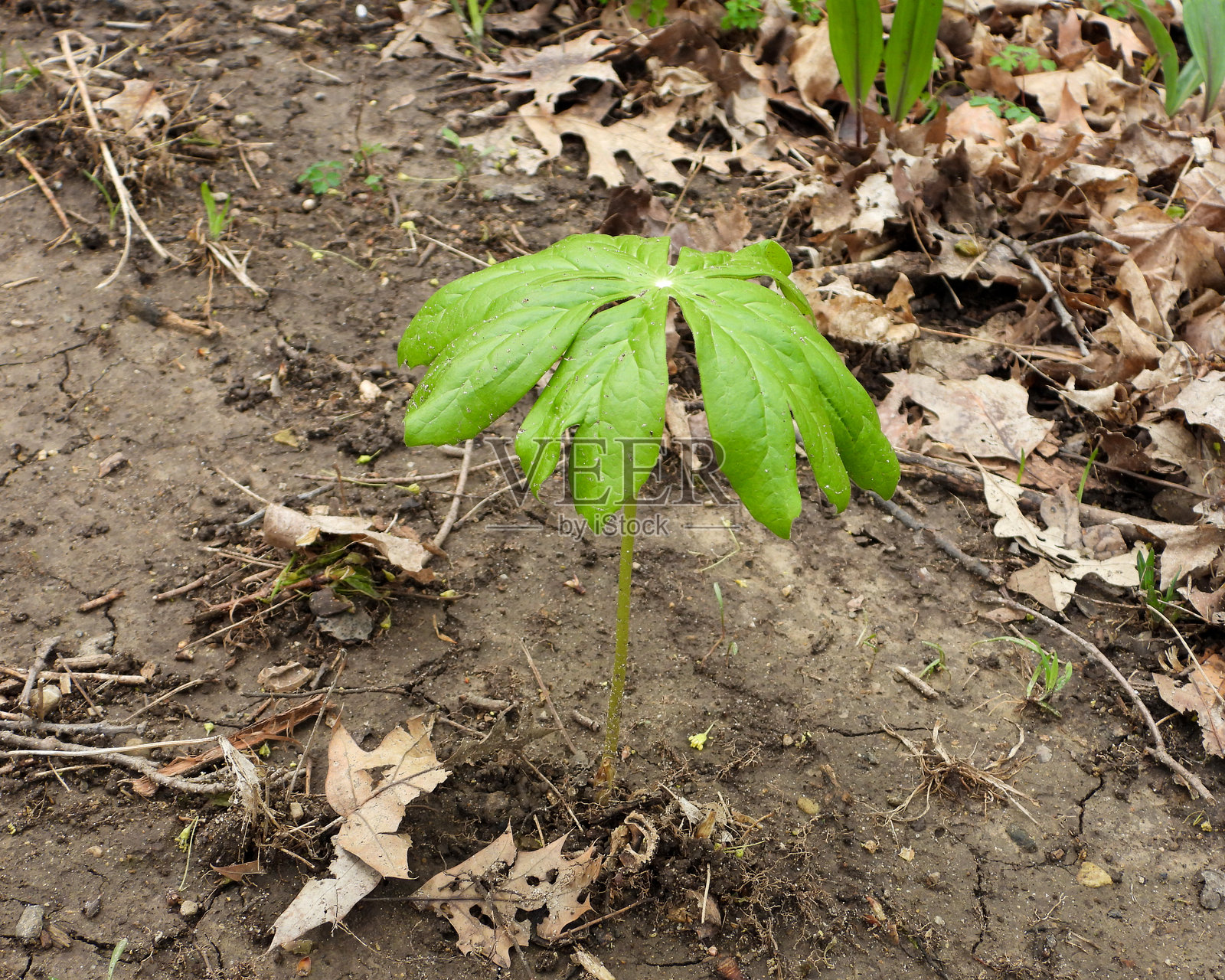 美洲黄连 | 美洲黄连 | 北美原生林春季野花照片摄影图片