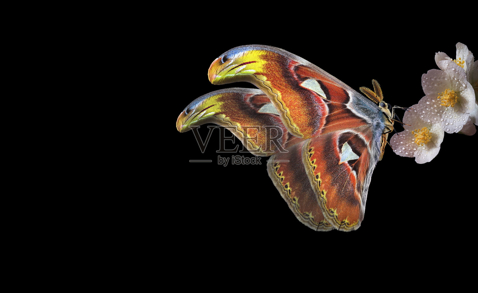 热带蝴蝶阿特拉斯蛾停在白色茉莉花上，水滴晶莹，背景为黑色。大型飞蛾。照片摄影图片