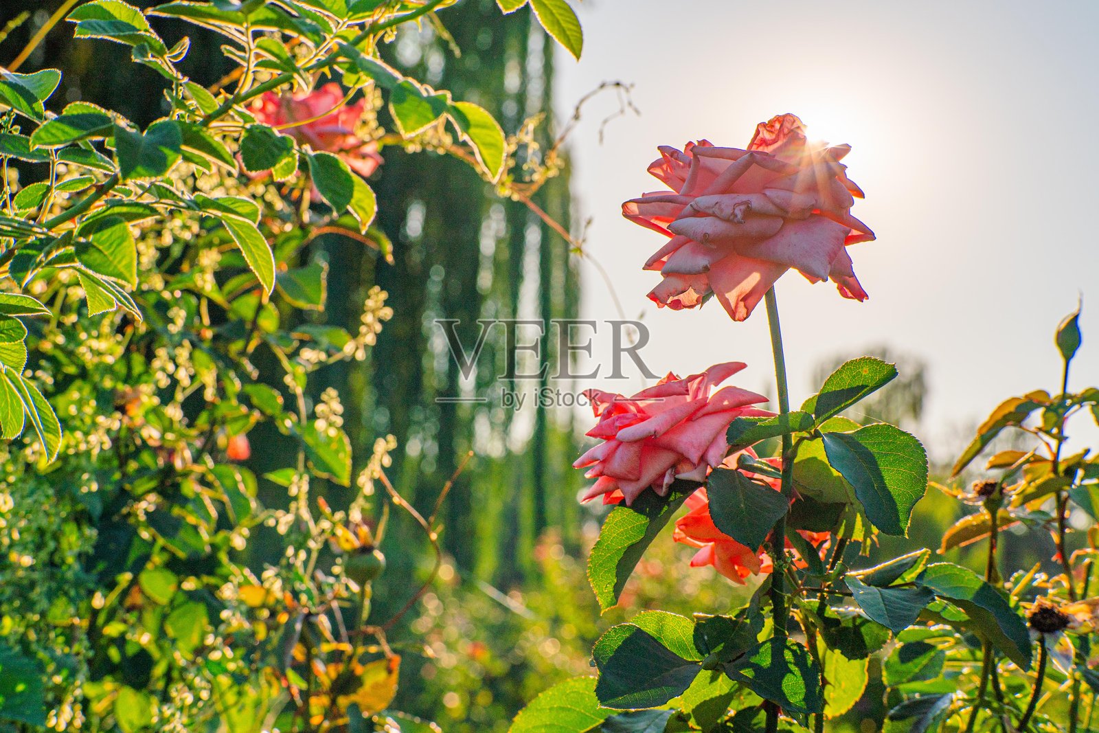 一个花园场景，盛开的粉色玫瑰在自然光下从不同角度拍摄。花朵色彩鲜艳，与郁郁葱葱的绿叶形成鲜明对比。照片摄影图片