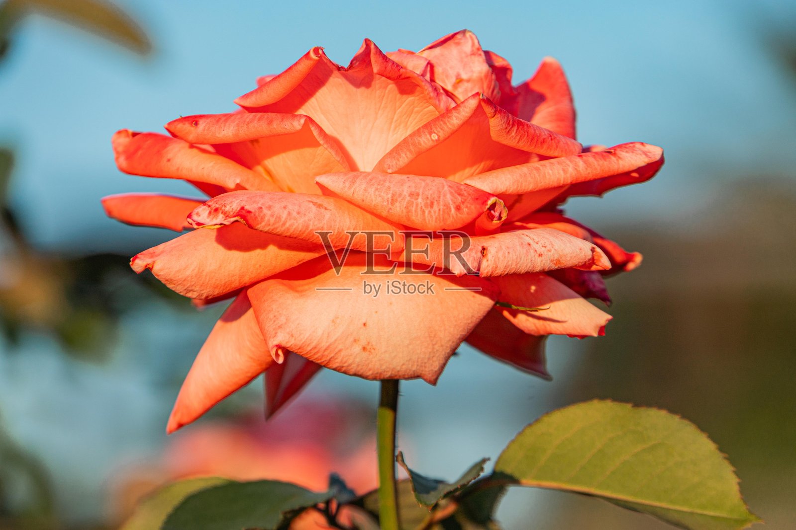 一朵鲜艳的粉色玫瑰，中心为黄色，拍摄于柔和的日光下。该图像通过特写镜头突显了花朵的美丽和清新。照片摄影图片