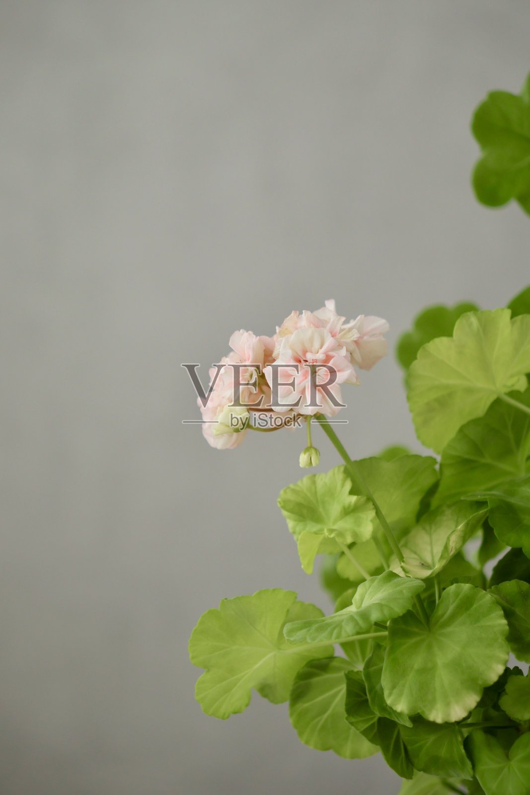 绿色天竺葵灌木，特写叶子和粉色花朵照片摄影图片