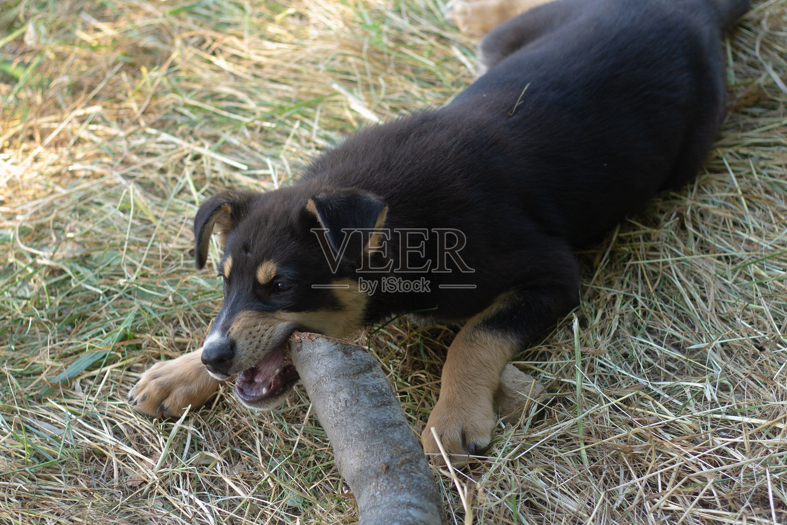 小狗和棍子照片摄影图片