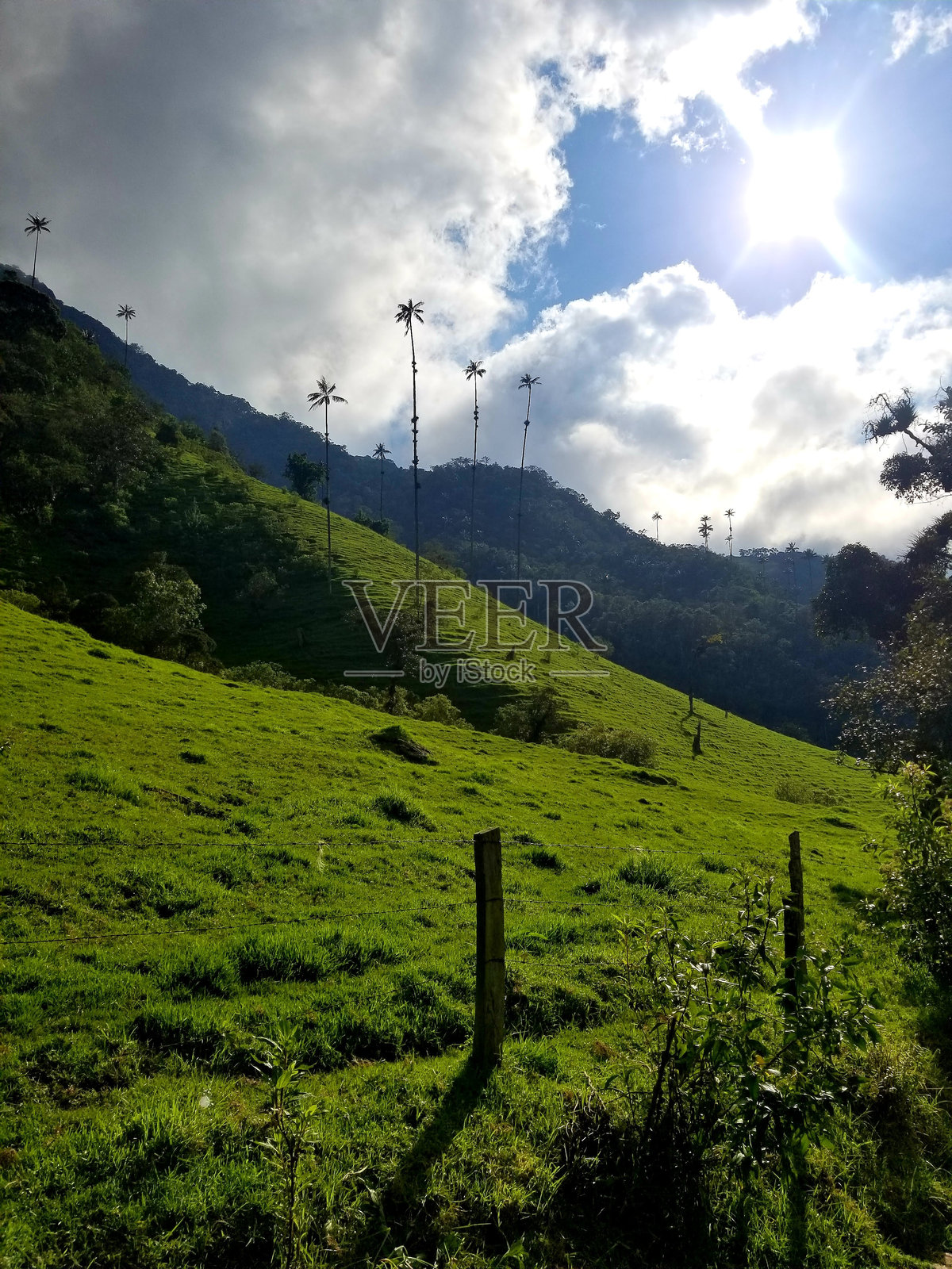 阳光明媚的日子里,蜡棕榈树照片摄影图片