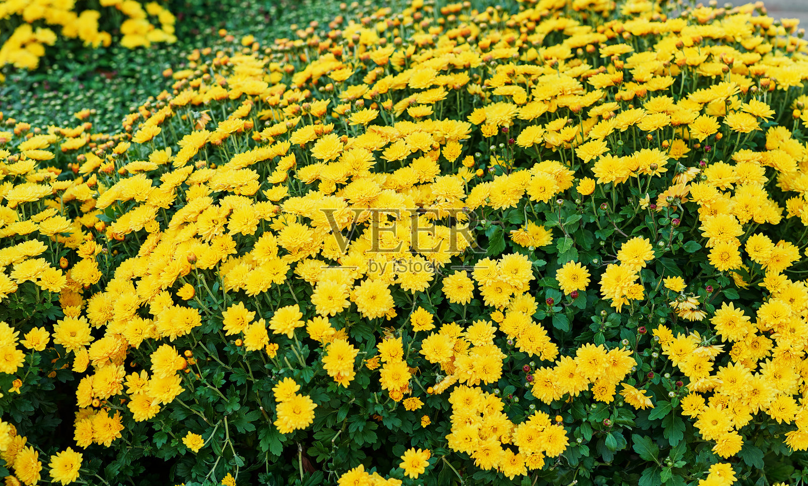 黄色菊花的花坛，明信片或日历的背景。在公园散步，享受美丽的秋天自然。你好，秋天！祝贺秋天的明信片照片摄影图片