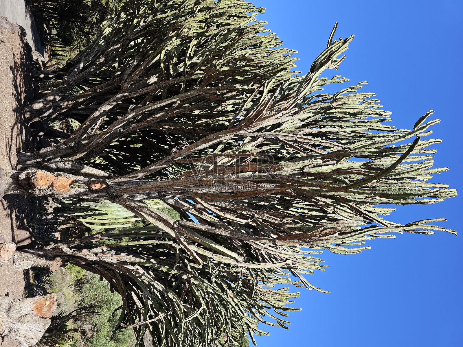 巨大的仙人掌照片摄影图片