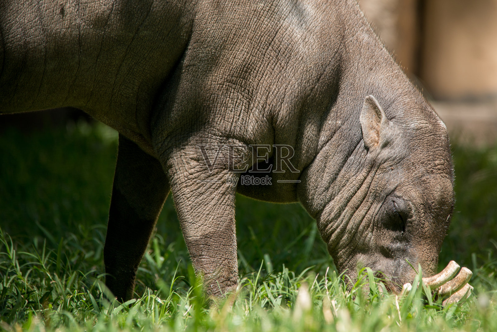 巴比鲁萨照片摄影图片