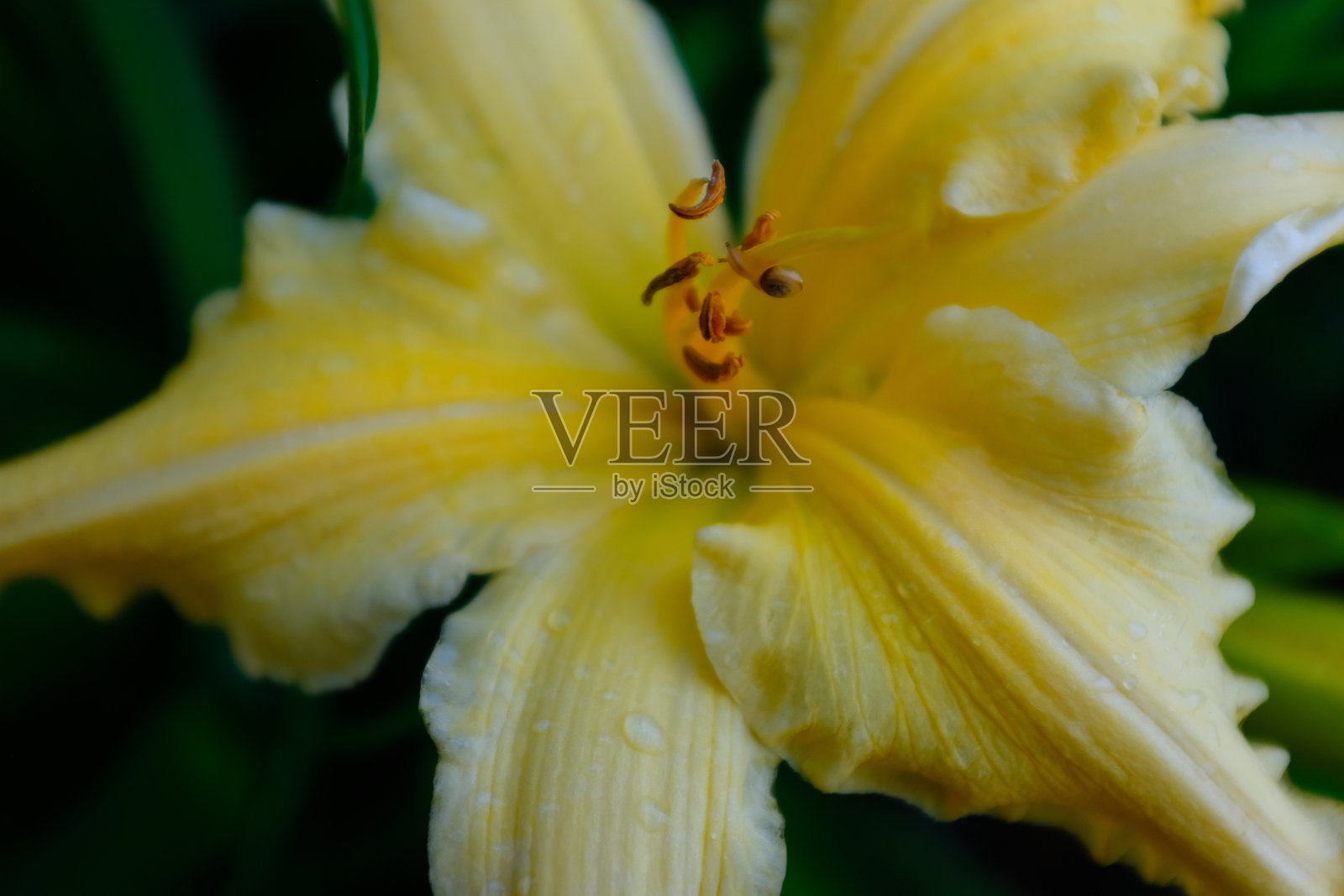 盛开的黄色百合花，带有雄蕊和雌蕊，适用于出版、设计、海报、日历、帖子、屏幕保护程序、壁纸、明信片、横幅、封面和网站。高质量照片照片摄影图片