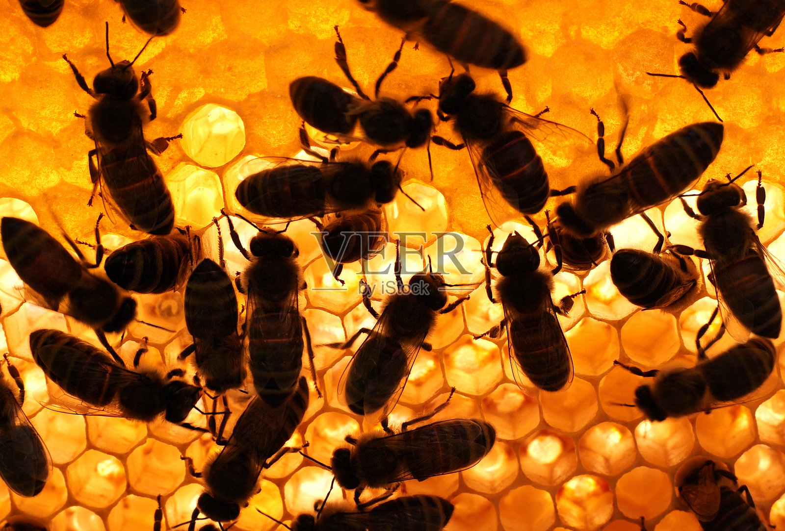 傍晚时分的蜜蜂在蜂巢上。照片摄影图片