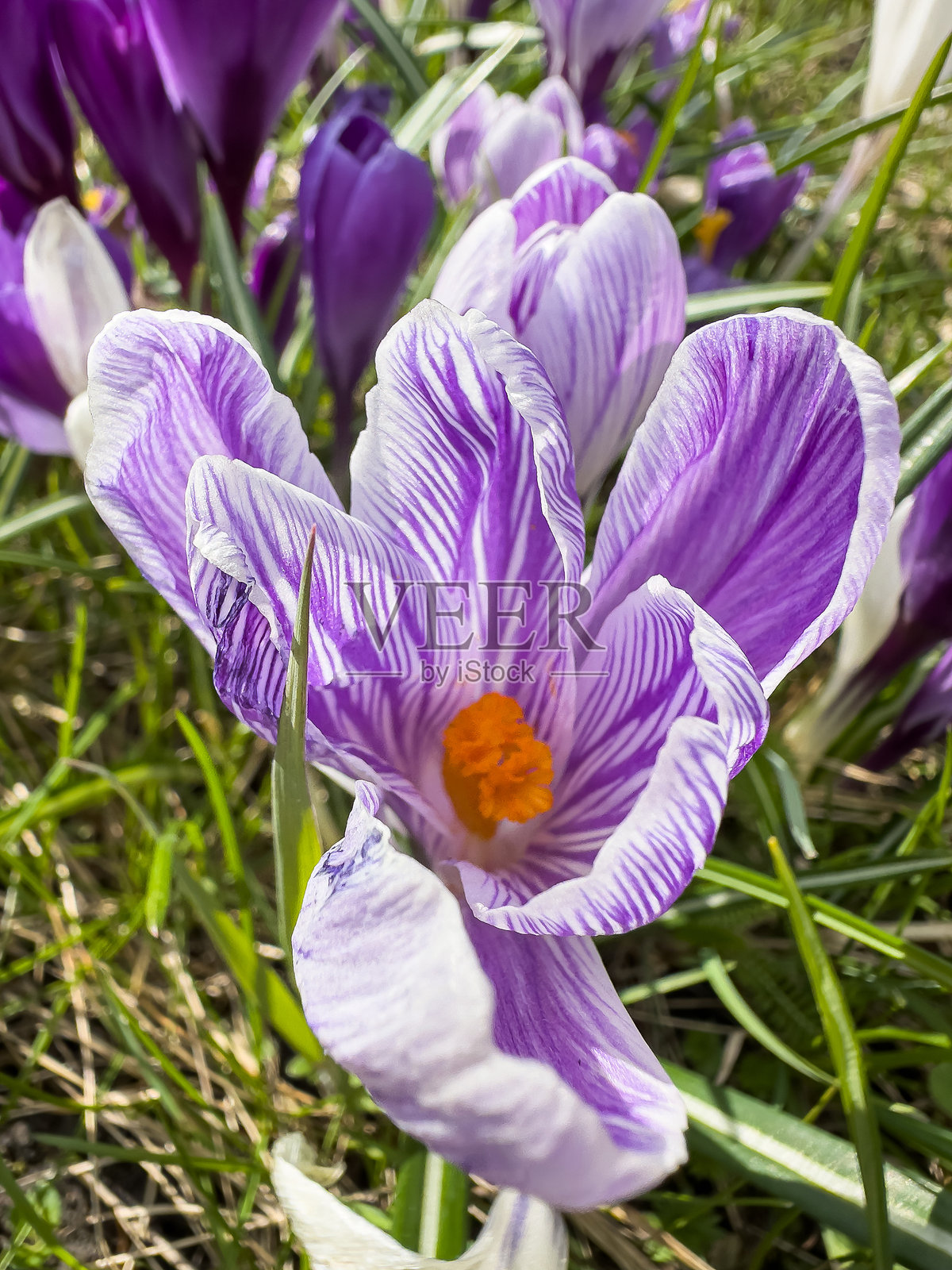 春天盛开的美丽花朵：番红花。春季森林中的番红花。照片摄影图片