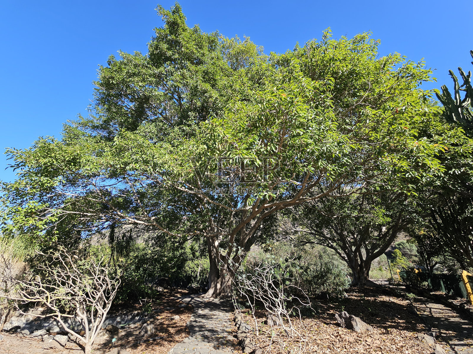 干枯的灌木丛照片摄影图片