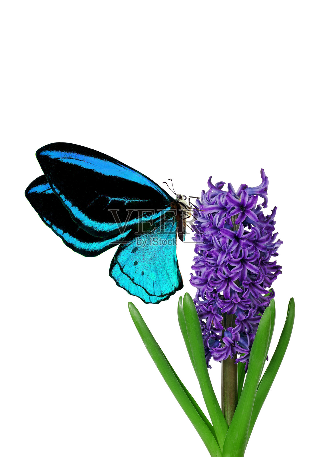 在白色背景上，飞翔的明亮蓝色热带蝴蝶停在紫色风信子花上。蝴蝶的翅膀如鸟翼般美丽。照片摄影图片