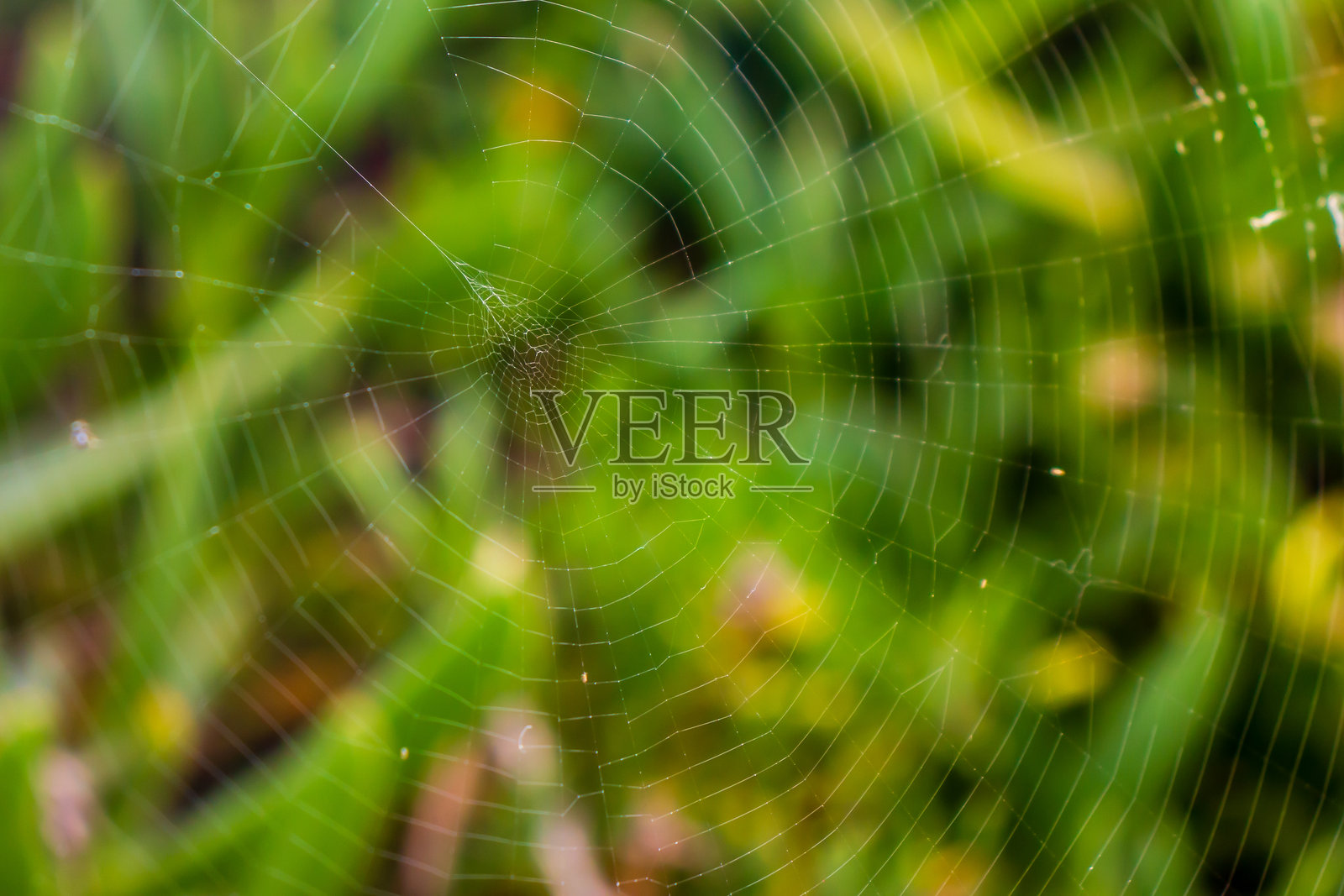 复杂的蜘蛛网在生机勃勃的绿色植物背景下闪闪发光照片摄影图片
