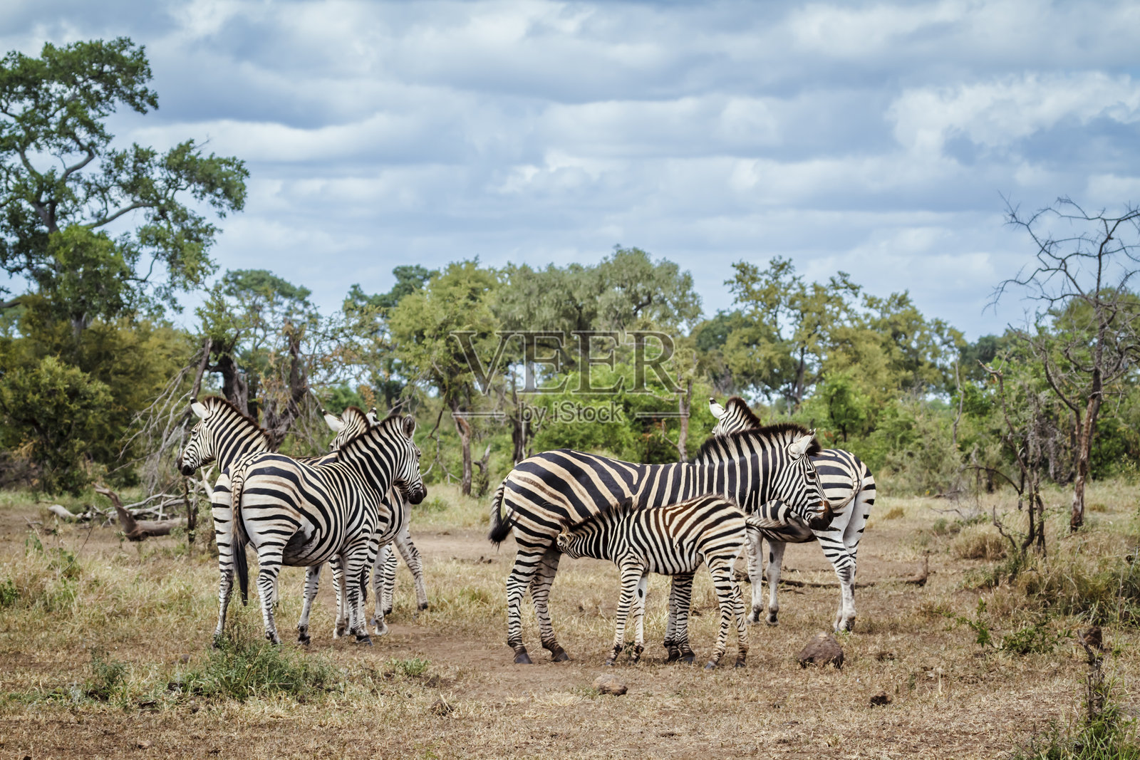 克鲁格国家公园的平原斑马，南非照片摄影图片