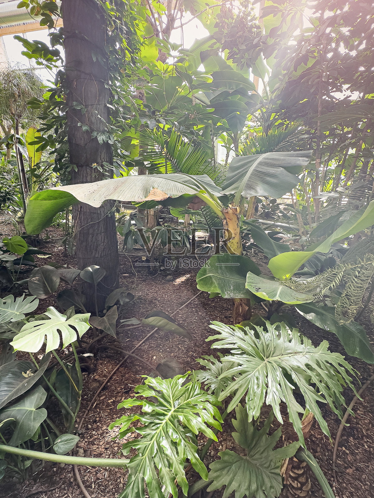 热带植物园，绿色丛林夏季背景照片摄影图片