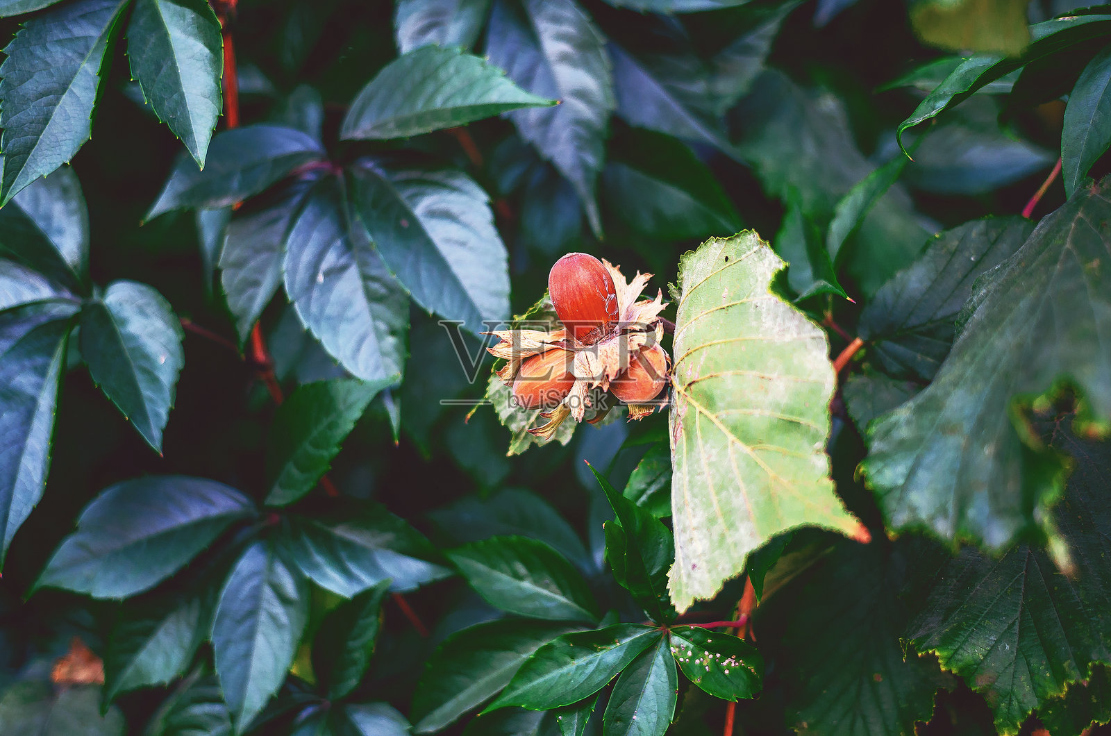 三颗成熟的榛子在野外的树枝上。选择性对焦。坚果的健康益处，烹饪中的应用。照片摄影图片