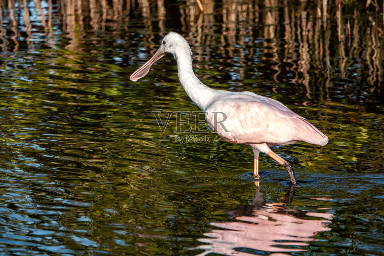 幼年玫瑰鹮照片摄影图片