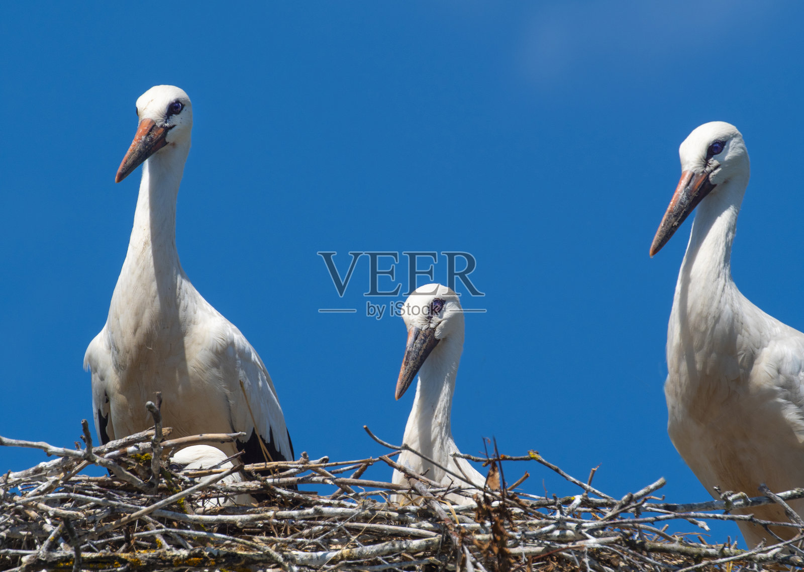 鹳雏鸟在等待成年鸟返回巢穴。照片摄影图片
