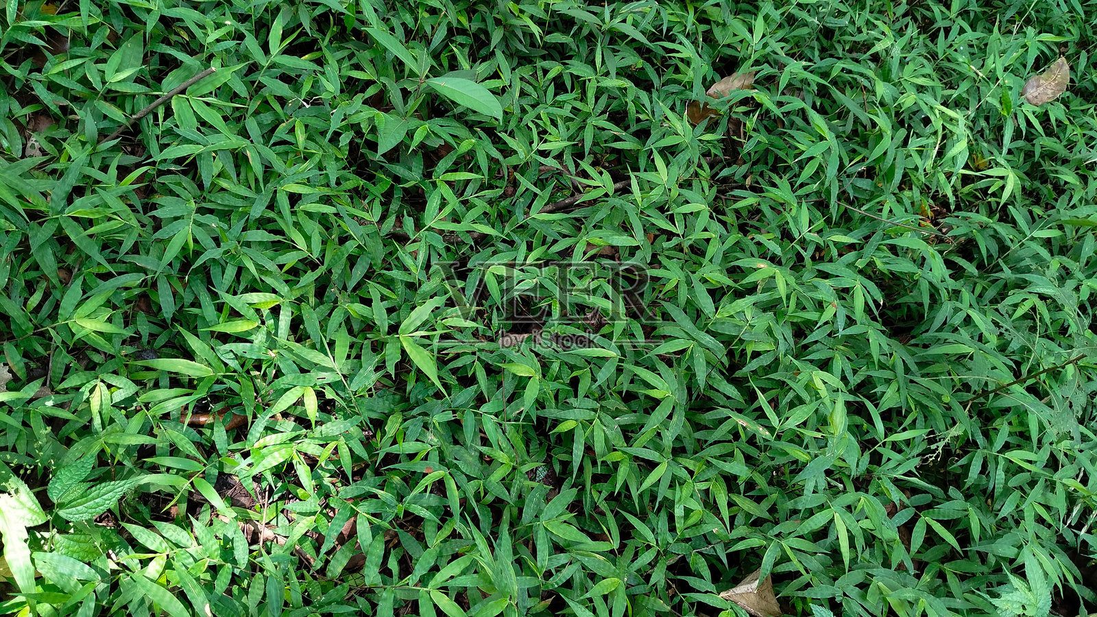 绿色背景的叶子照片摄影图片