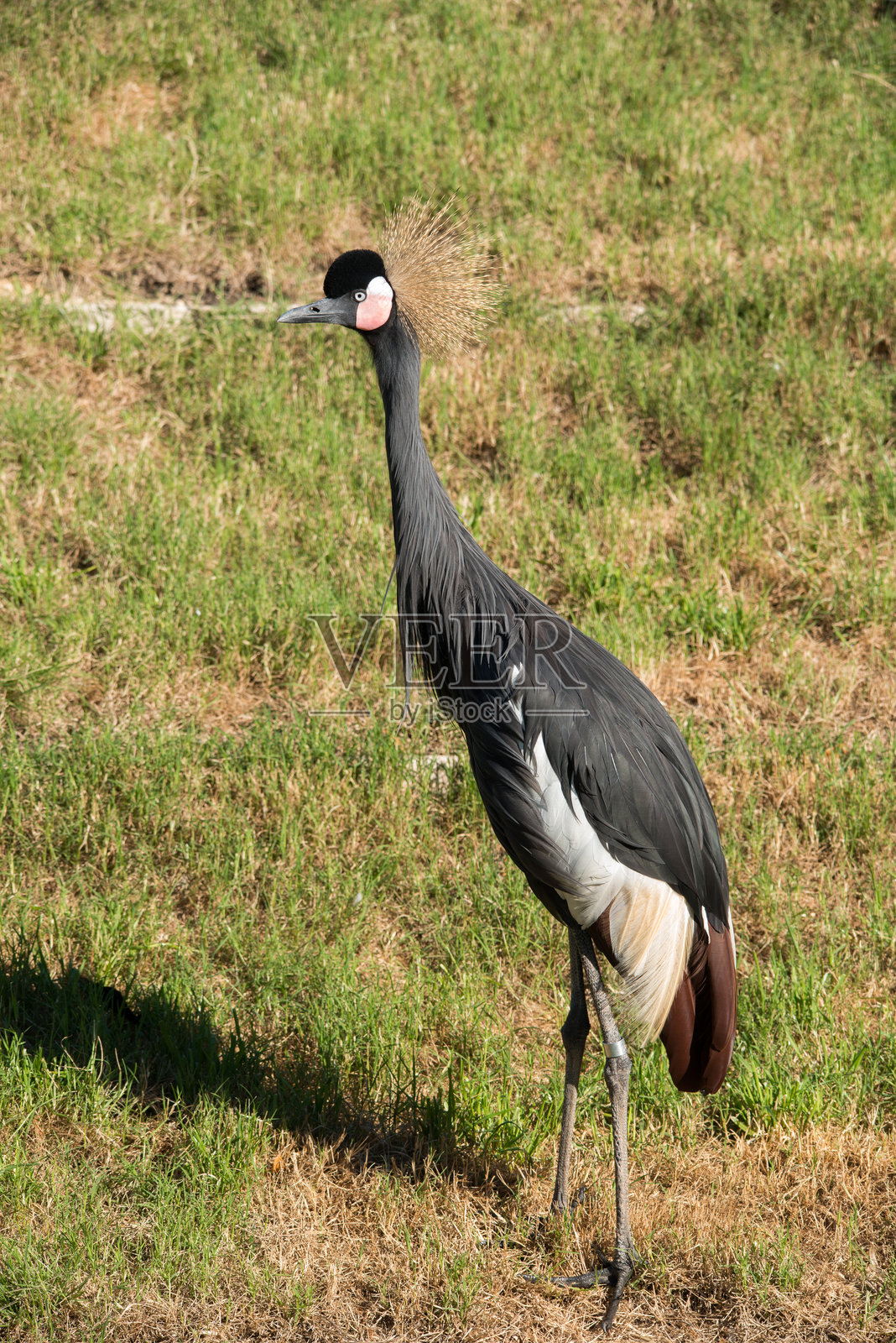 冠鹤照片摄影图片