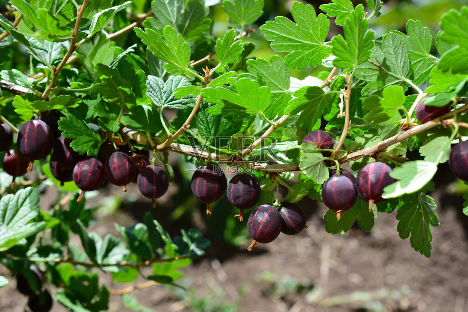 一丛紫色的醋栗特写，生长在灌木上照片摄影图片