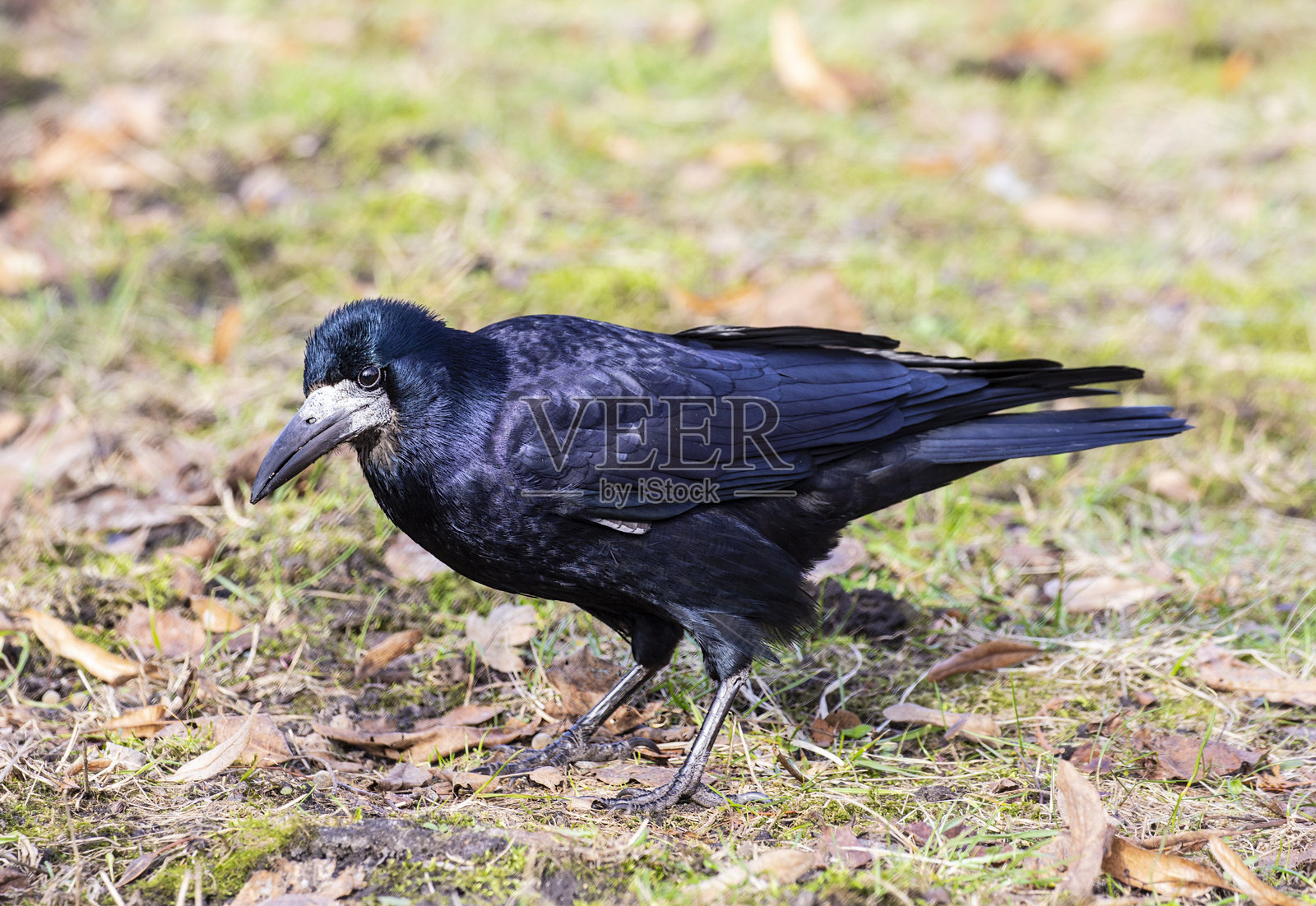 乌鸦，Corvus frugilegus L.照片摄影图片