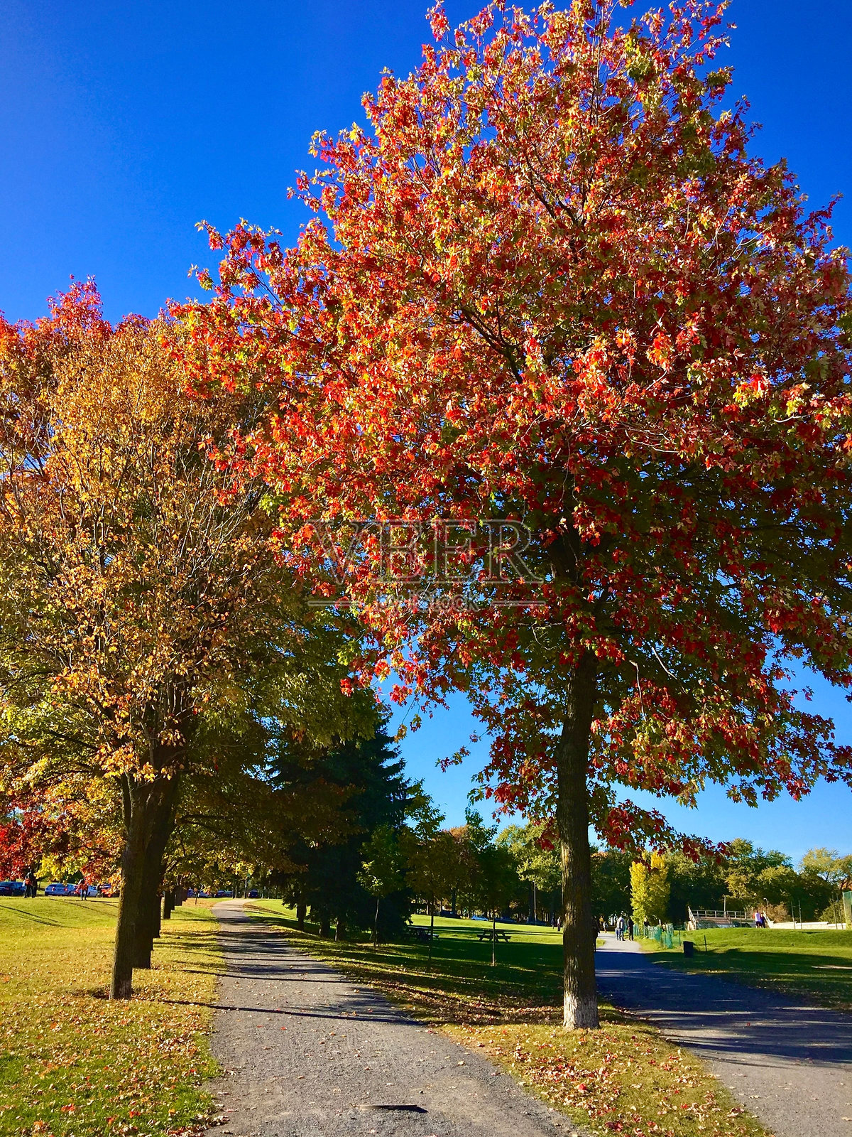 公园里蓝天下的秋天树木照片摄影图片