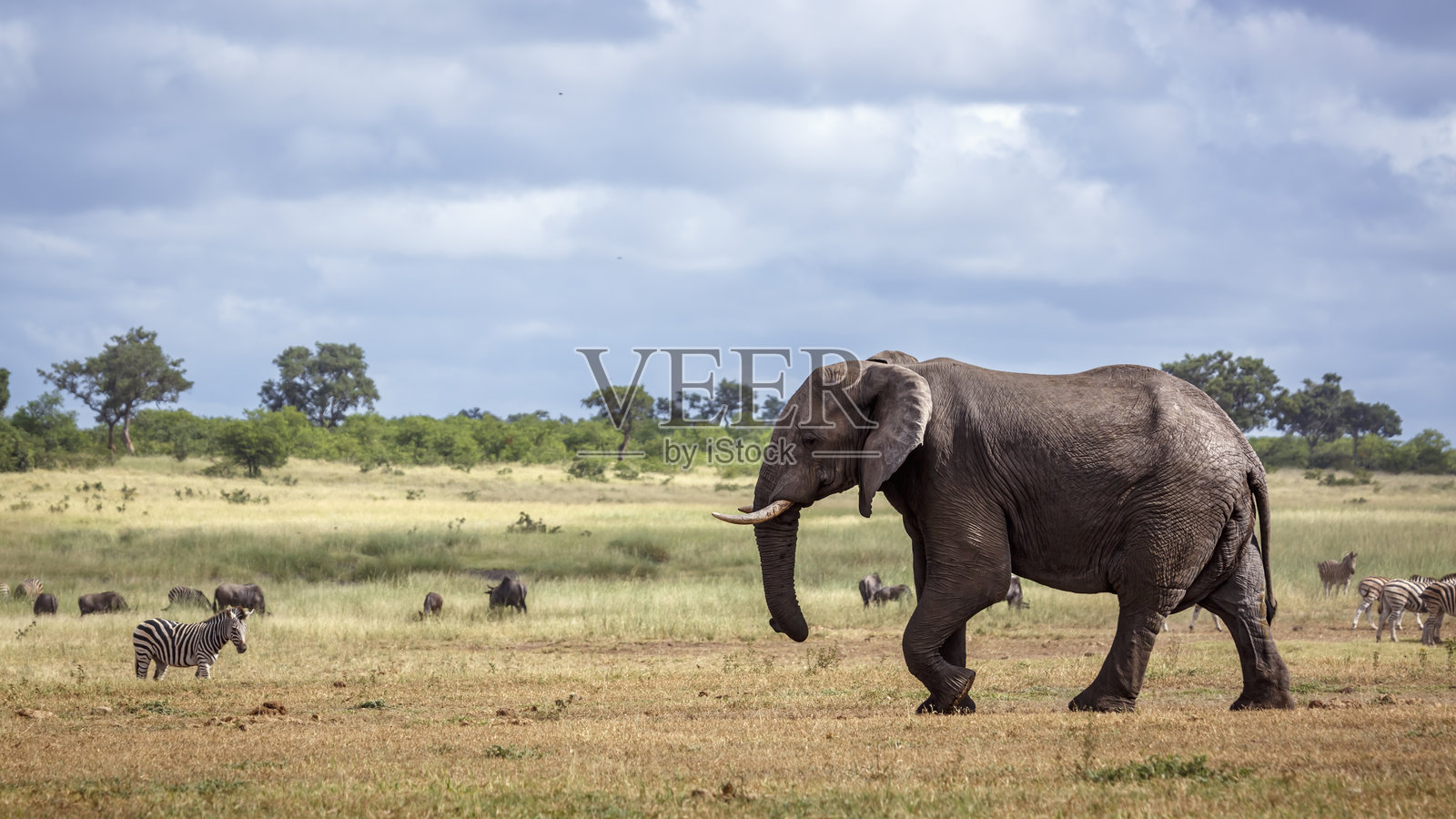 南非克鲁格国家公园的非洲草原大象照片摄影图片