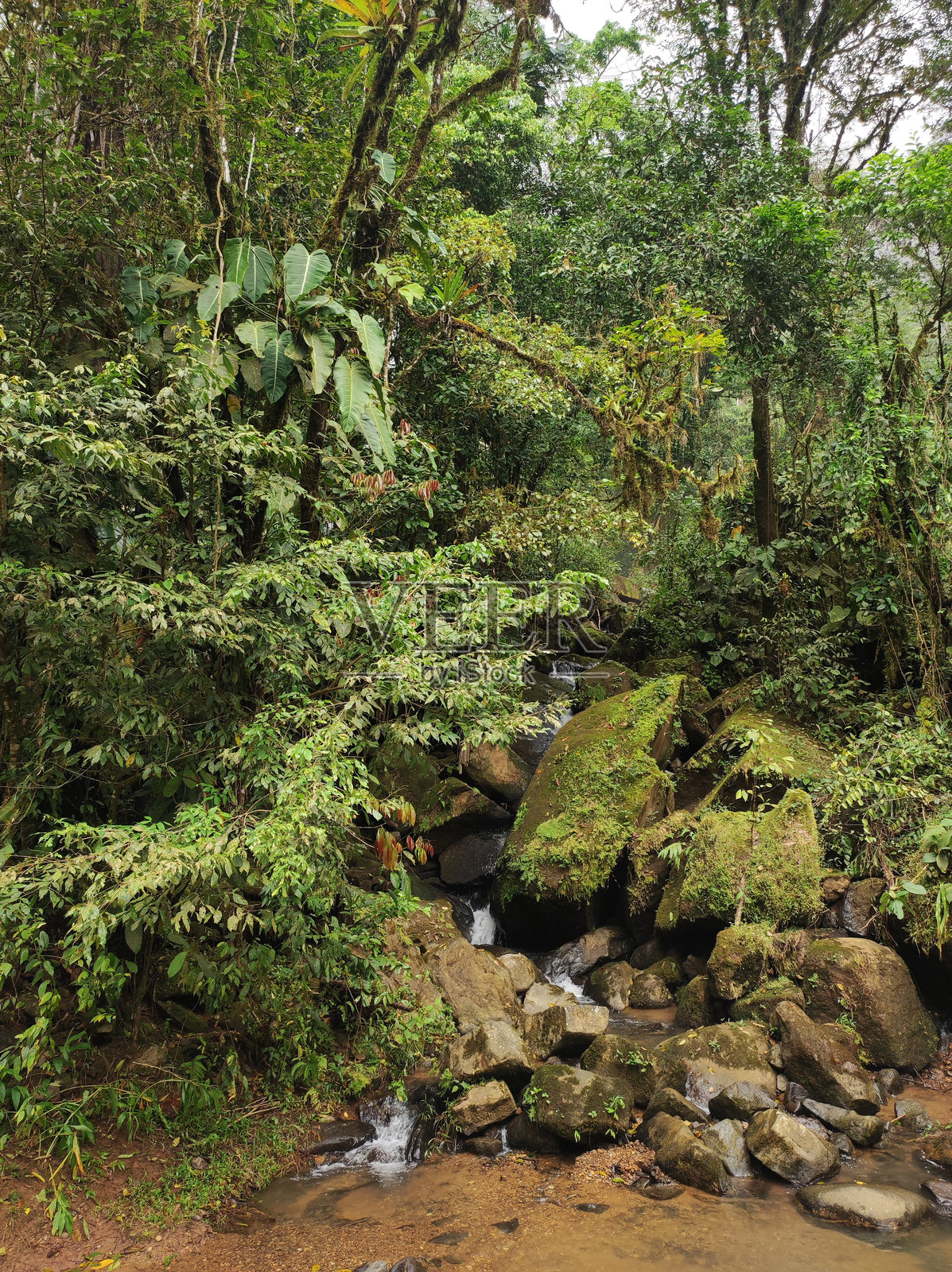 哥斯达黎加热带雨林中的溪流照片摄影图片