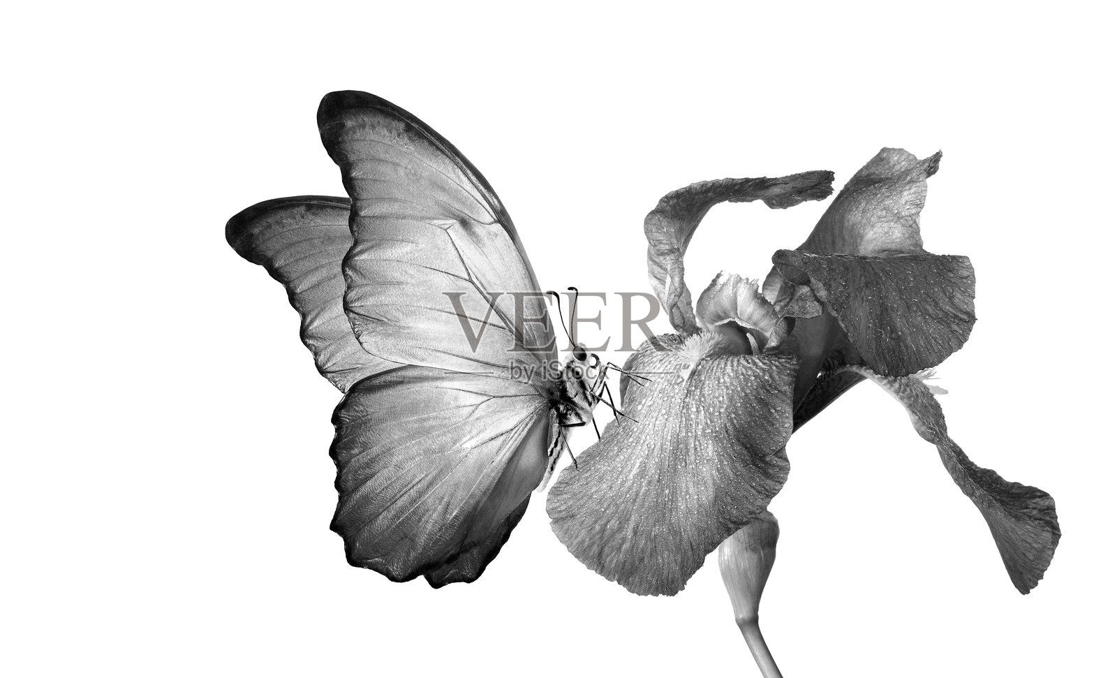 热带蓝闪蝶停在带水珠的鸢尾花上，背景为白色照片摄影图片