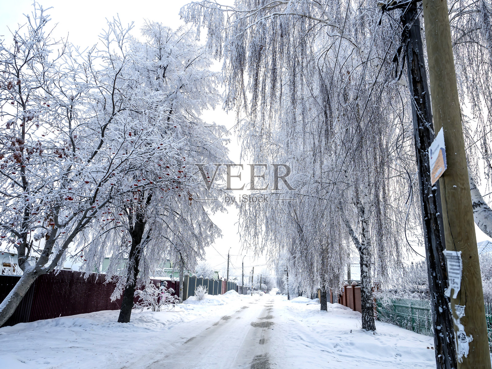 乡村中被霜雪覆盖的树木间的冬季道路照片摄影图片