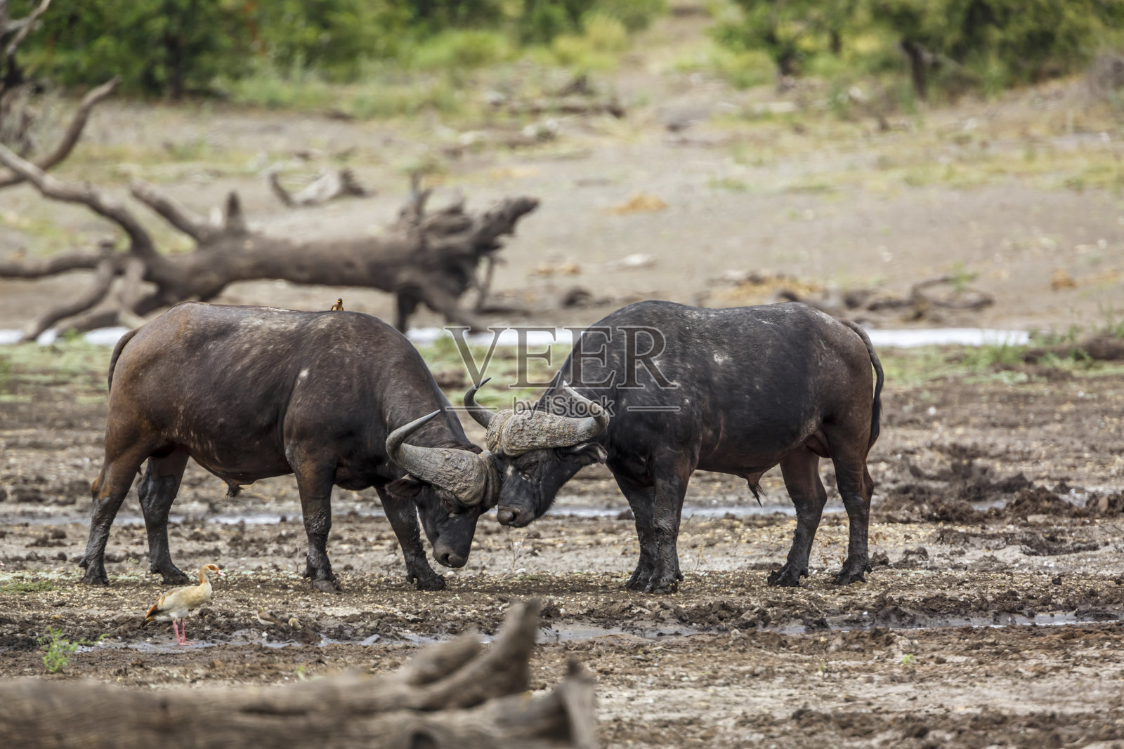 南非克鲁格国家公园的非洲水牛照片摄影图片