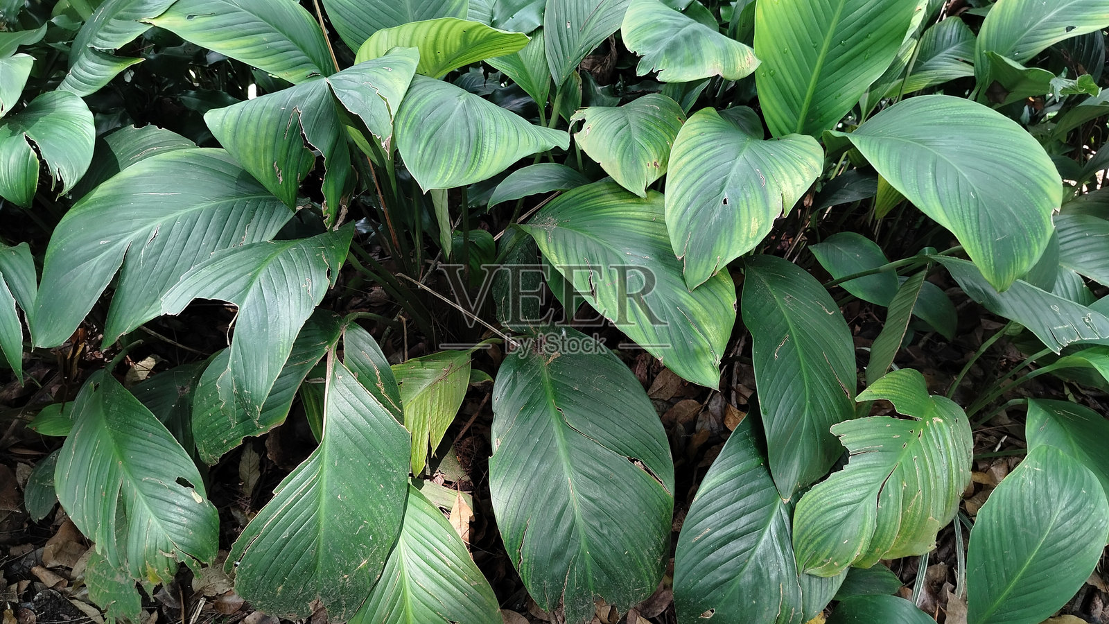 星形卡拉西亚绿植照片摄影图片