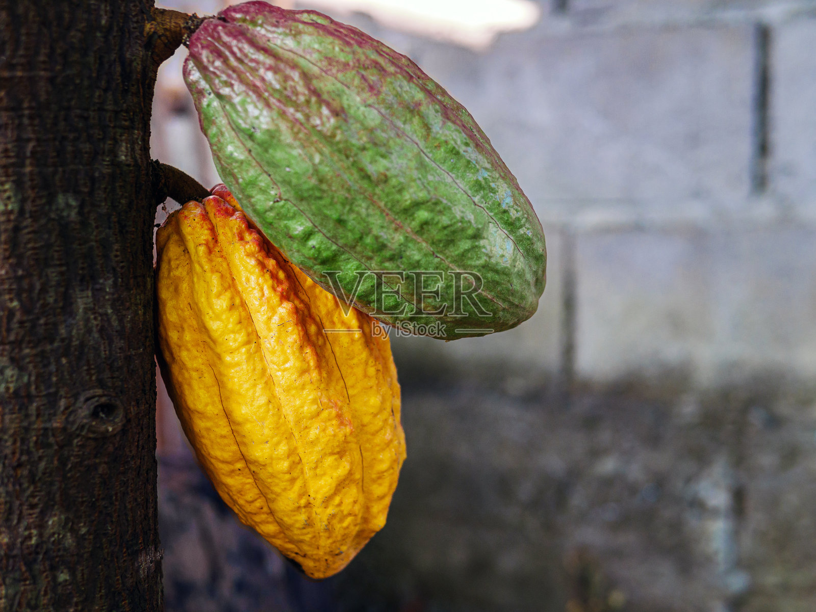 黄色可可豆荚在树上生长。可可树（Theobroma cacao）与果实，成熟的可可树植物果实种植园。照片摄影图片