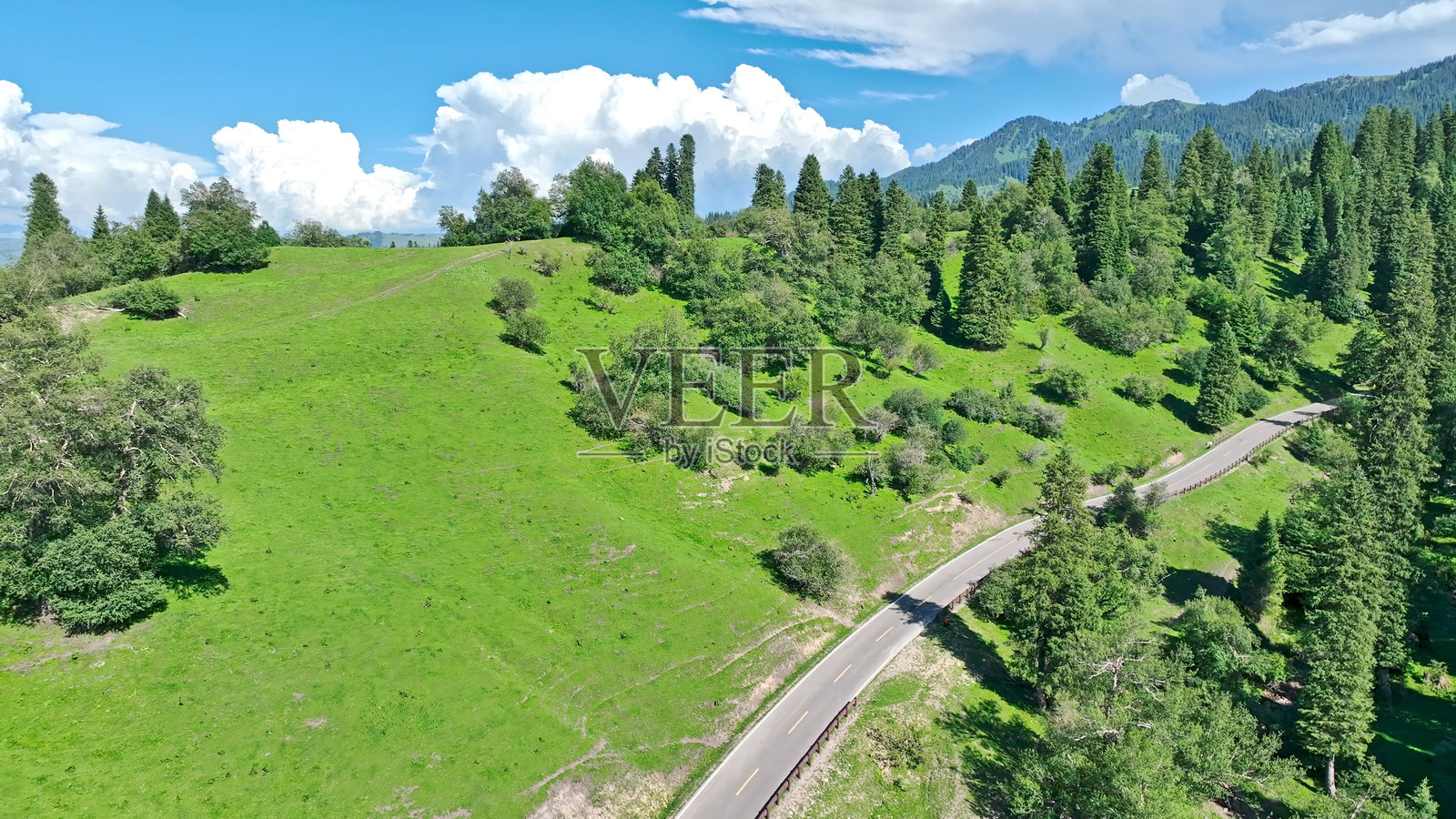 针叶林之路。纳拉提草原，纳拉特国家森林公园，新源县，伊犁，新疆，中国，亚洲。纳拉提风景区。照片摄影图片