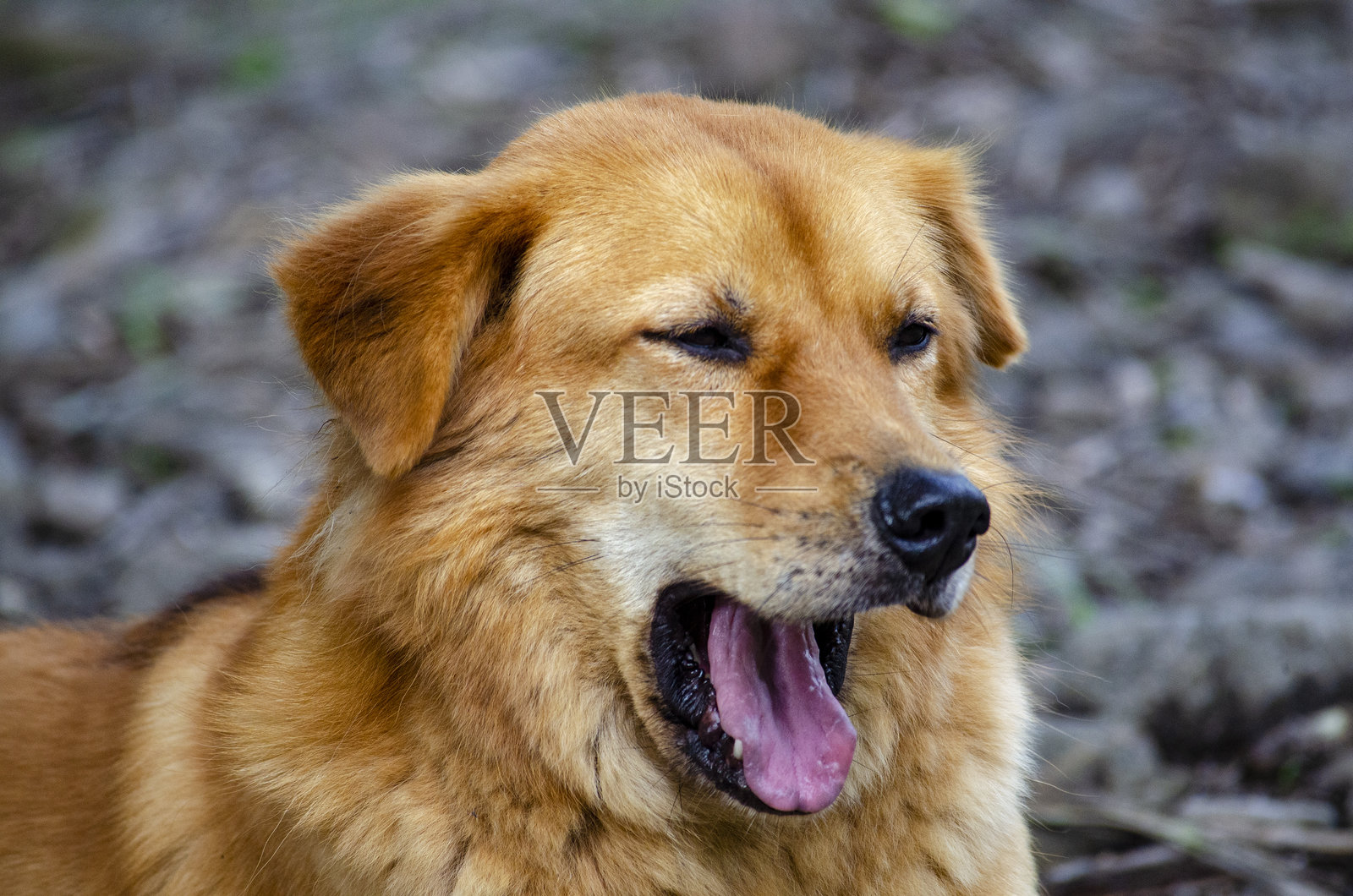 优雅的金色犬的美丽姿态。照片摄影图片