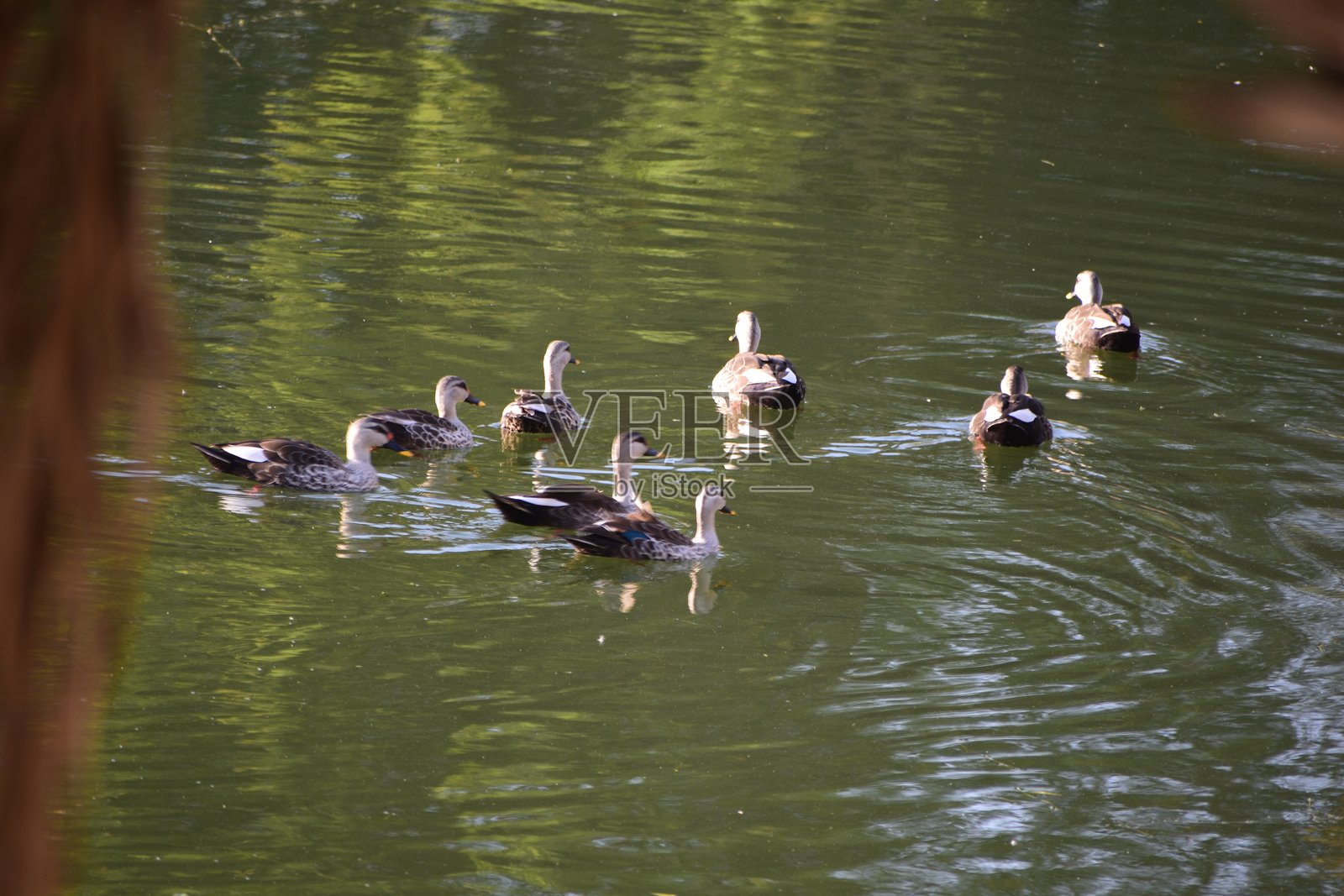 印度斑嘴鸭是一种大型潜水鸭，属于非迁徙繁殖鸭，广泛分布于印度次大陆的淡水湿地。照片摄影图片