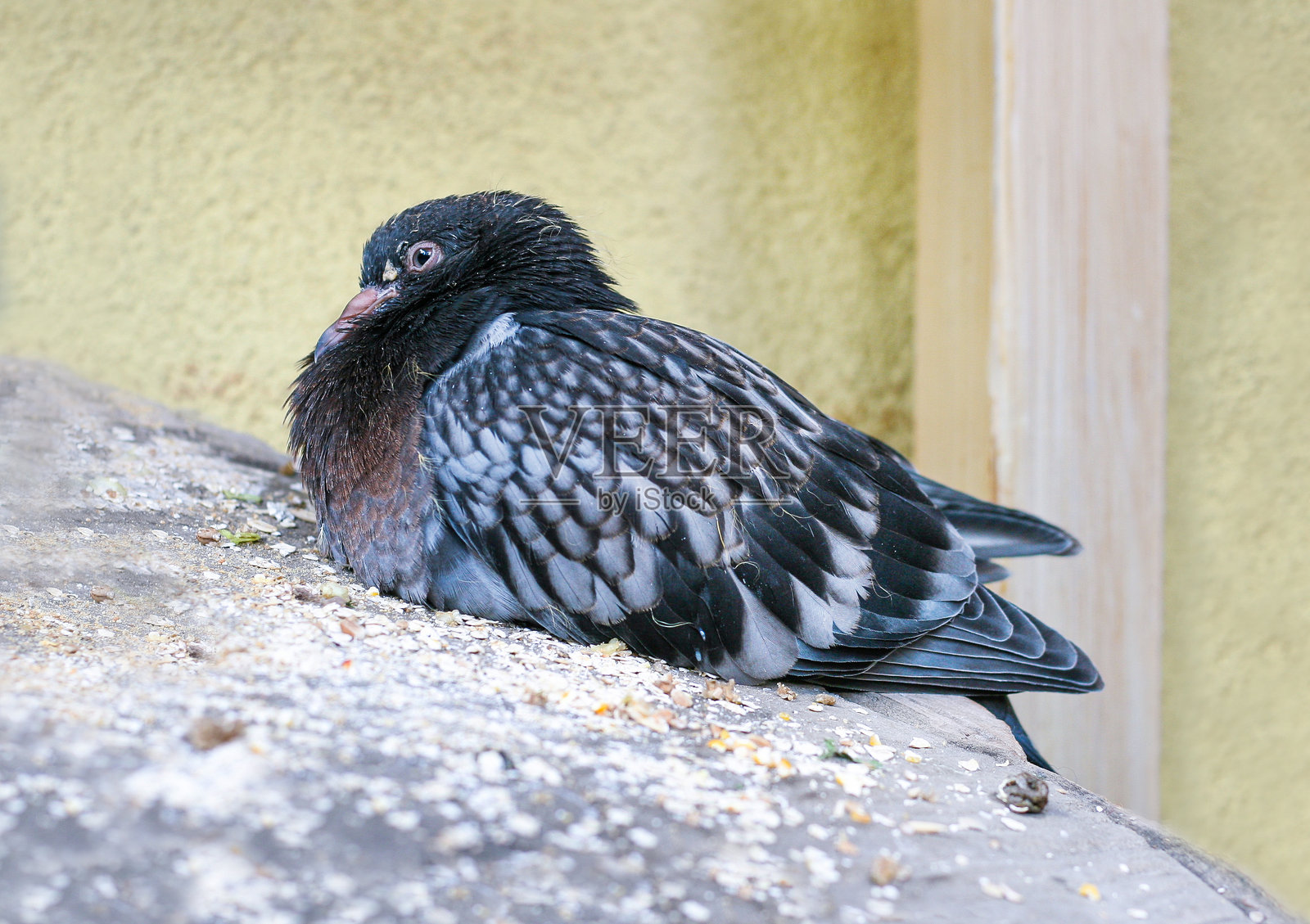 被救助的小鸽子在阳台上休息的特写。年轻的岩鸽安静地坐着，展示出细腻的羽毛，体现了对城市野生动物的康复和关爱。照片摄影图片