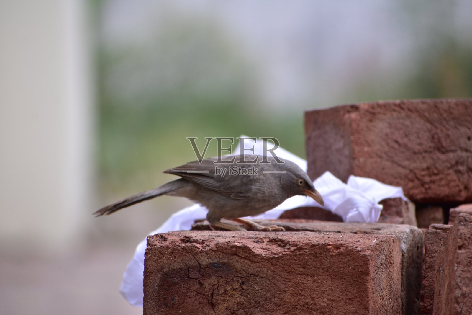 丛林鹎是雷鸲科的一员，分布于印度次大陆。丛林鹎是一种群居鸟类，通常以六到十只鸟的小群体觅食。照片摄影图片
