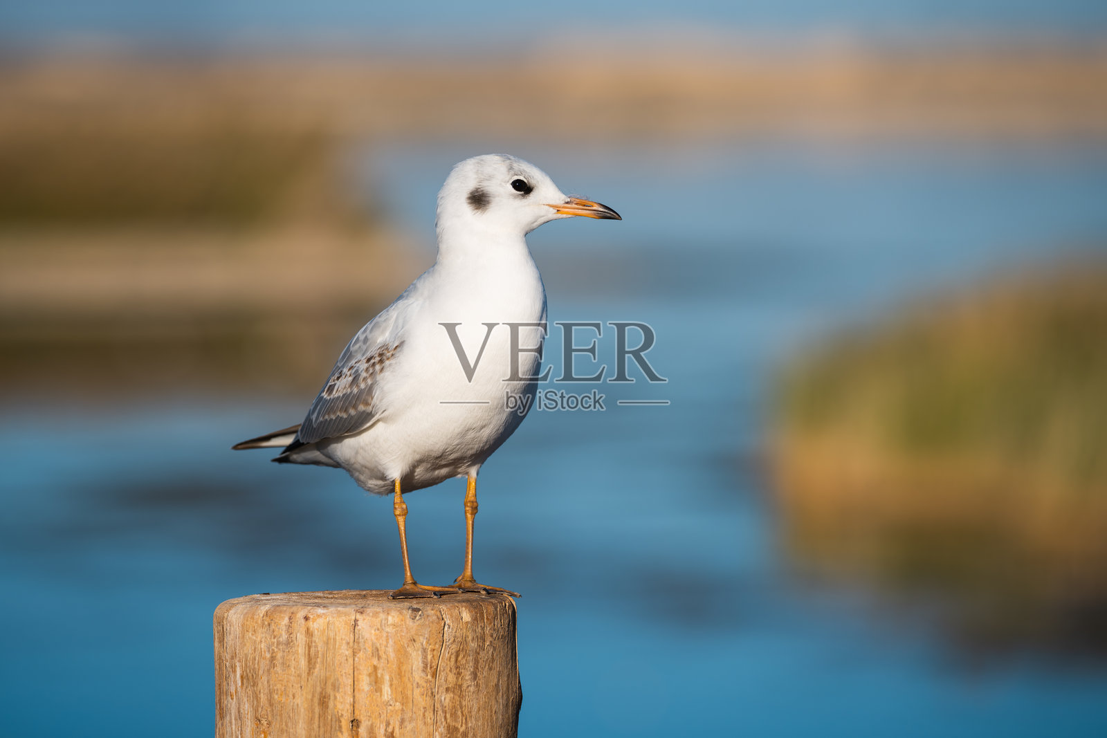 内蒙古额济纳旗居延海风景区的海鸥照片摄影图片