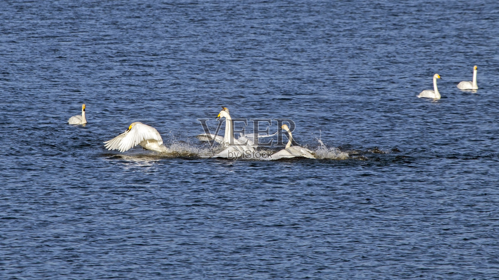 湖面上天鹅群体之间的冲突。照片摄影图片