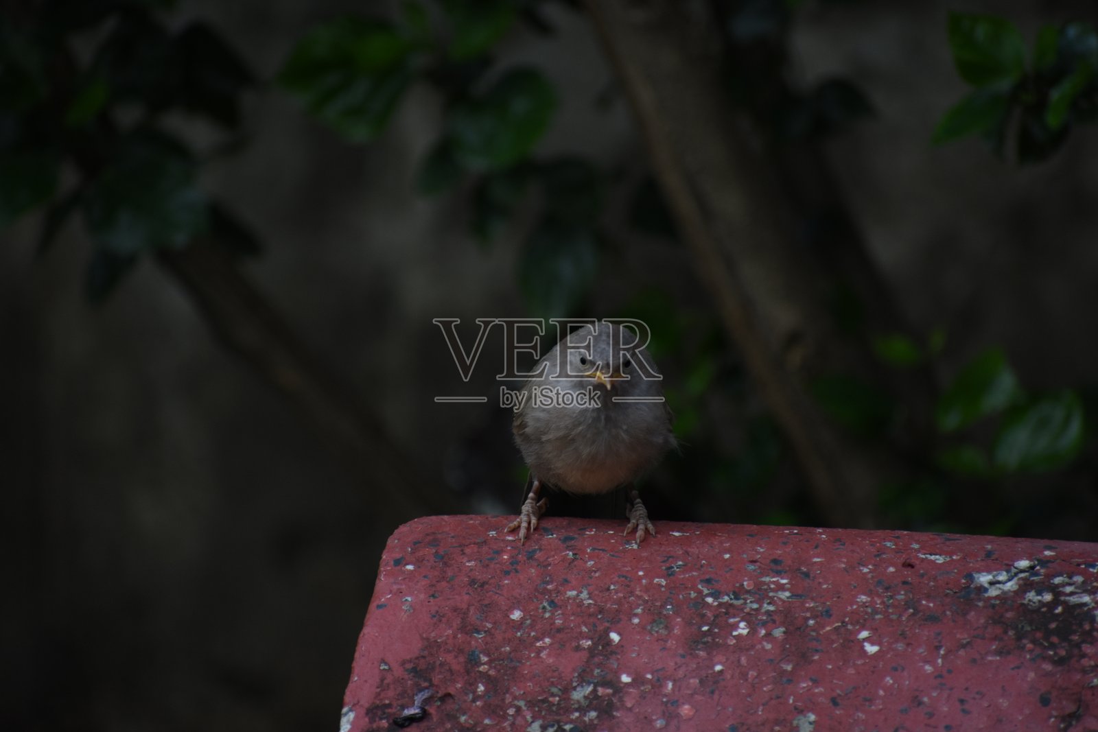 丛林鹎是雷鸲科的一员，分布于印度次大陆。丛林鹎是一种群居鸟类，通常以六到十只鸟的小群体觅食。照片摄影图片