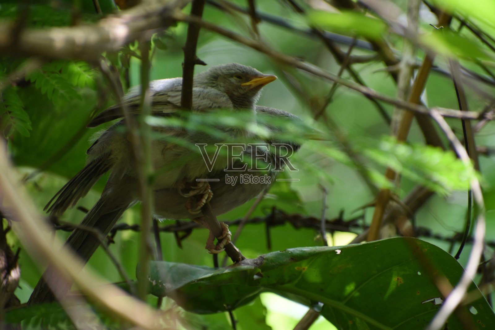 丛林鹎是雷鸲科的一员，分布于印度次大陆。丛林鹎是一种群居鸟类，通常以六到十只鸟的小群体觅食。照片摄影图片