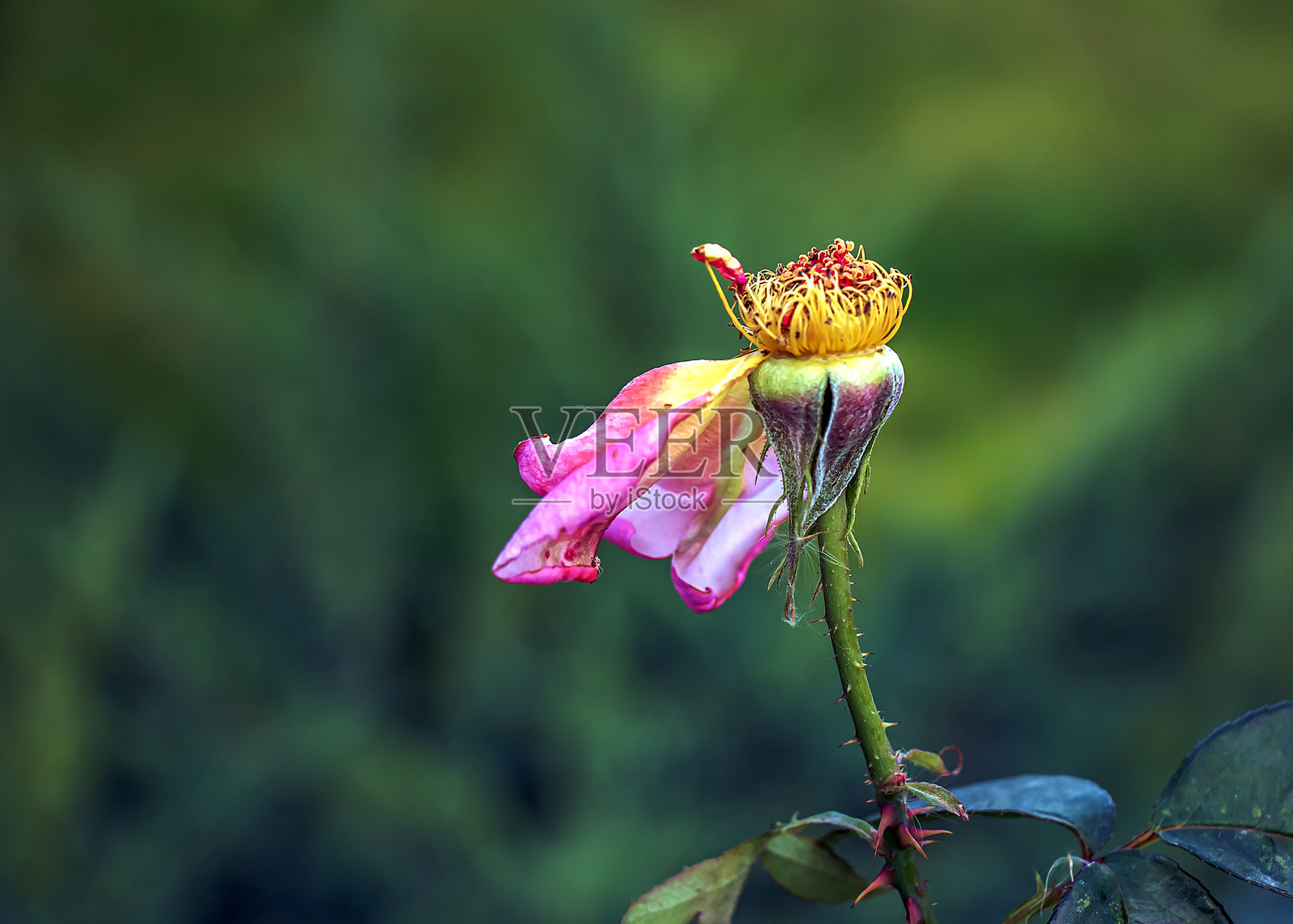 干枯的玫瑰茎，落下的花瓣。秋天。照片摄影图片