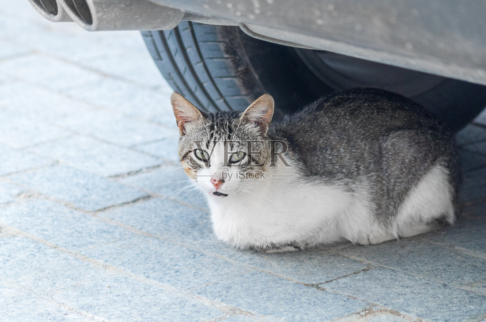 一只美丽的猫坐在车下。关于有多少猫狗因躲藏在车下或爬进去取暖而死于车轮下的概念。宠物护理理念。照片摄影图片
