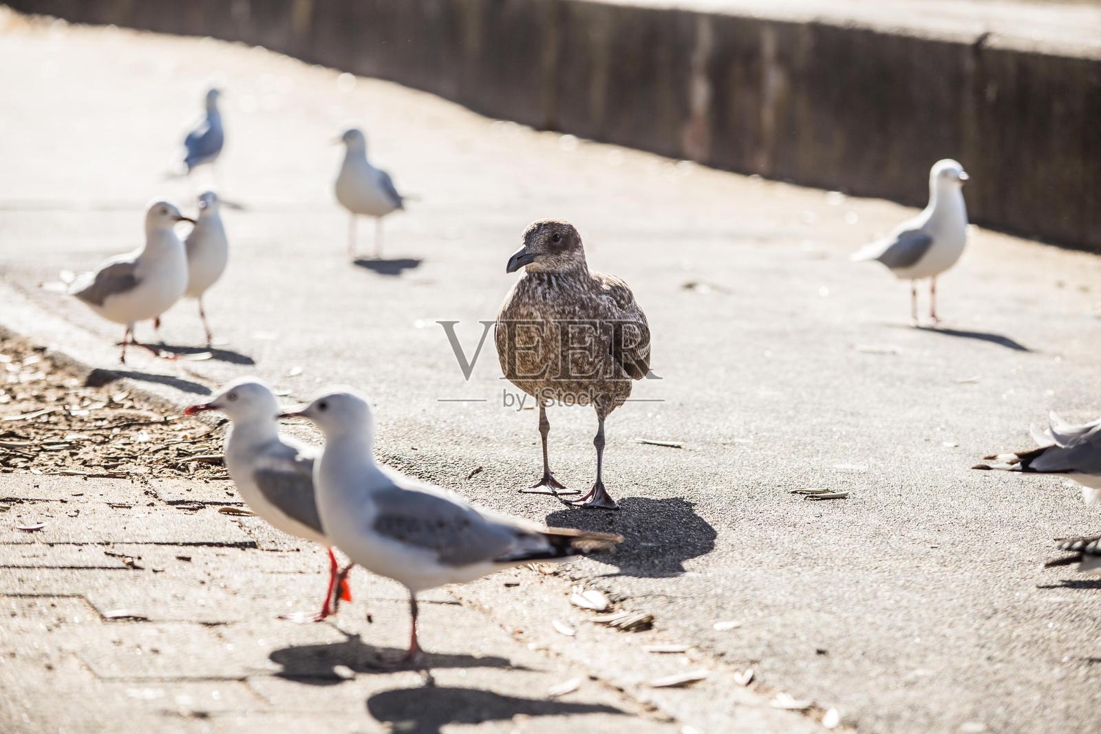 海滩上的海鸥照片摄影图片