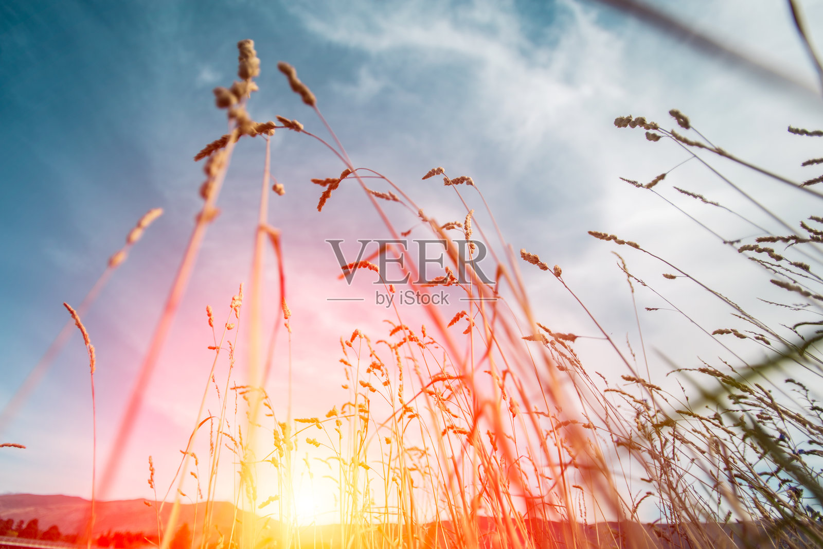 芦苇 (Phragmites)照片摄影图片