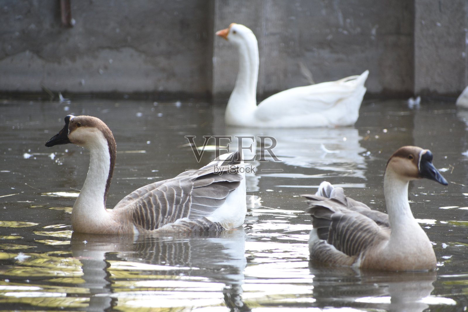 中国鹅是一种国际性的家鹅品种，在欧洲和北美以此名称闻名。与大多数鹅品种不同，它属于有突起的鹅类，源自于Anser c。照片摄影图片