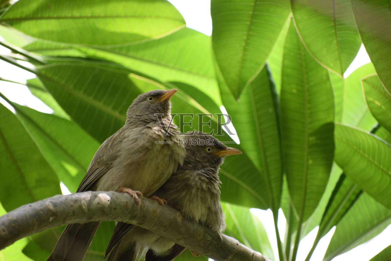 丛林鹎是印度次大陆Leiothrichidae科的一员。丛林鹎是一种群居鸟类，通常以六到十只鸟的小群体觅食。照片摄影图片