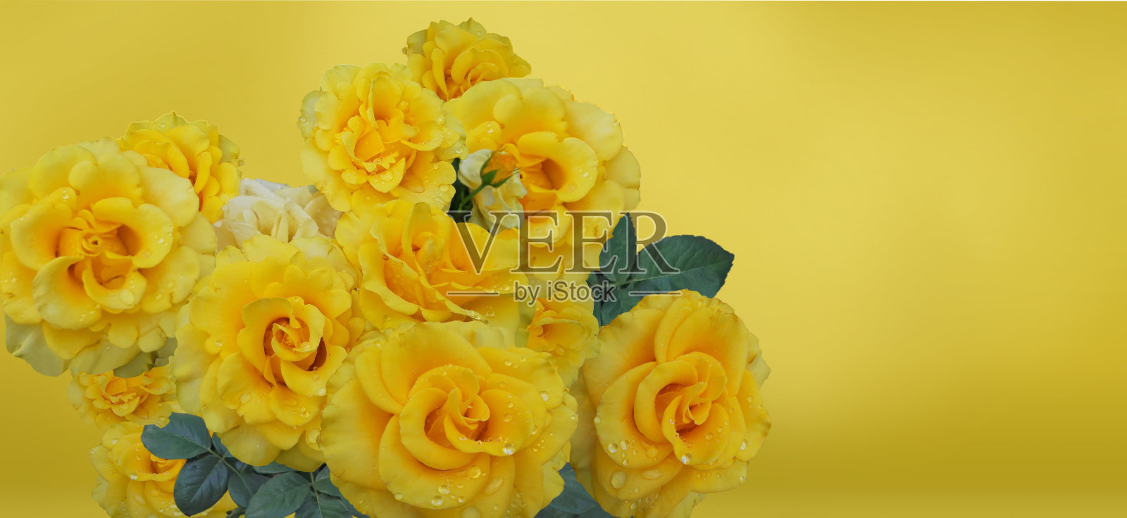 一束黄色玫瑰照片摄影图片